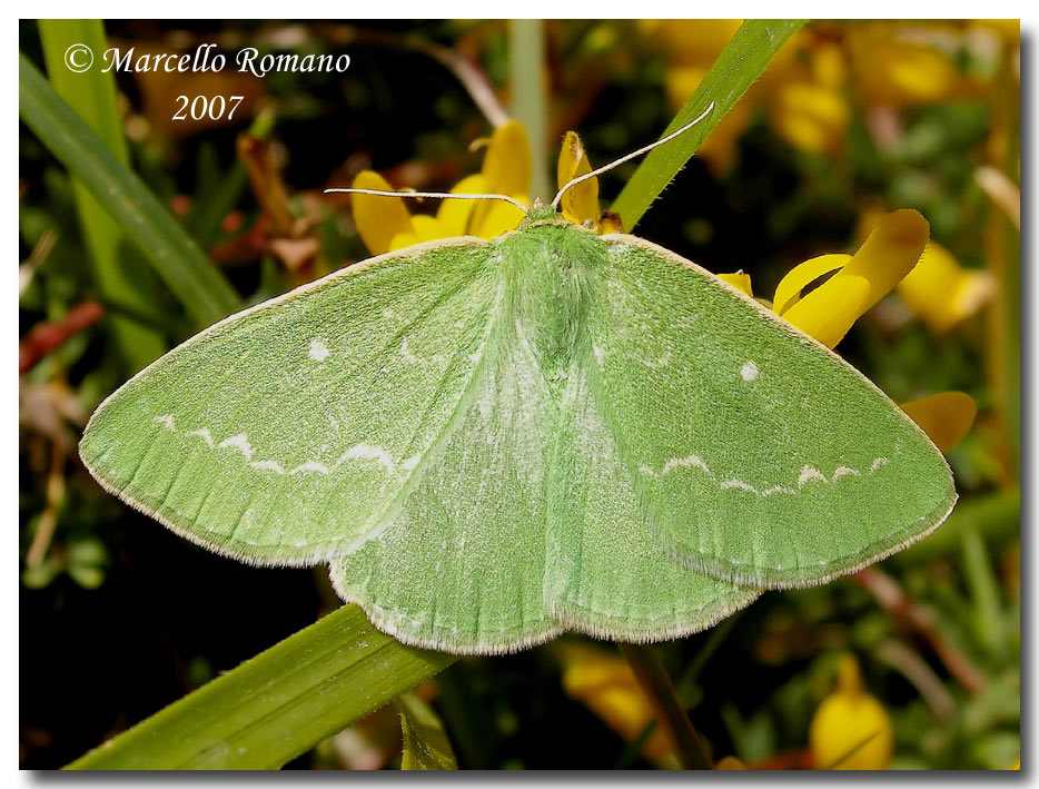 Un Geometridae per Paolo: Thetidia smaragdaria